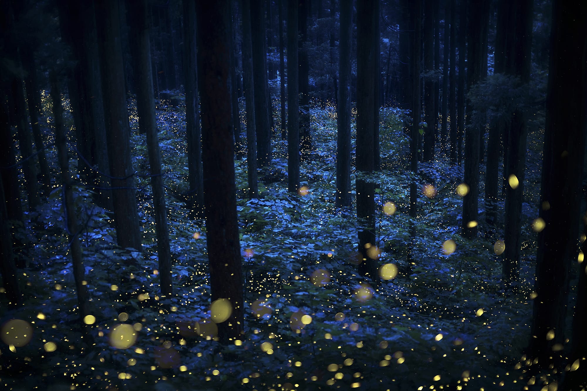Kazuaki Koseki's Dreamy Photos Capture Japan's Forests